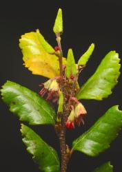 Fuscospora truncata: branchlet with male and female dichasia.
 Image: P. Garnock-Jones © Phil Garnock-Jones 2015 All rights reserved